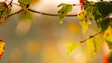 Herfst in Drenthe wat te doen in het najaar - Reislegende.nl
