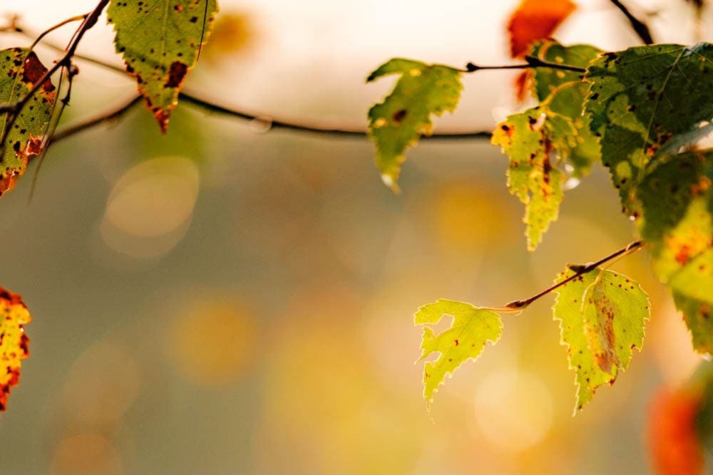 Herfst in Drenthe wat te doen in het najaar - Reislegende.nl