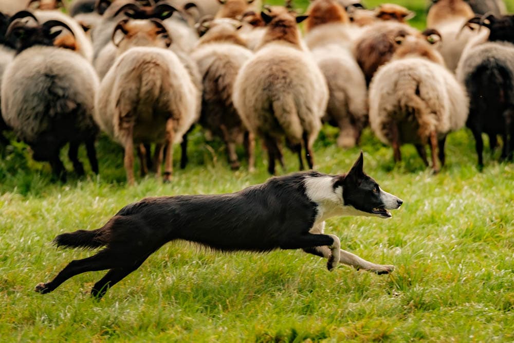 Herfst in Drenthe wat te doen wandelen met herders van balloo - Reislegende.nl