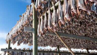 Stokvis van de Lofoten: eeuwenoude traditie en een echte Noorse delicatesse - Reislegende.nl