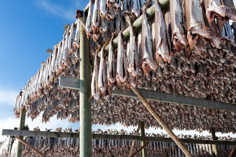 Stokvis van de Lofoten: eeuwenoude traditie en een echte Noorse delicatesse - Reislegende.nl