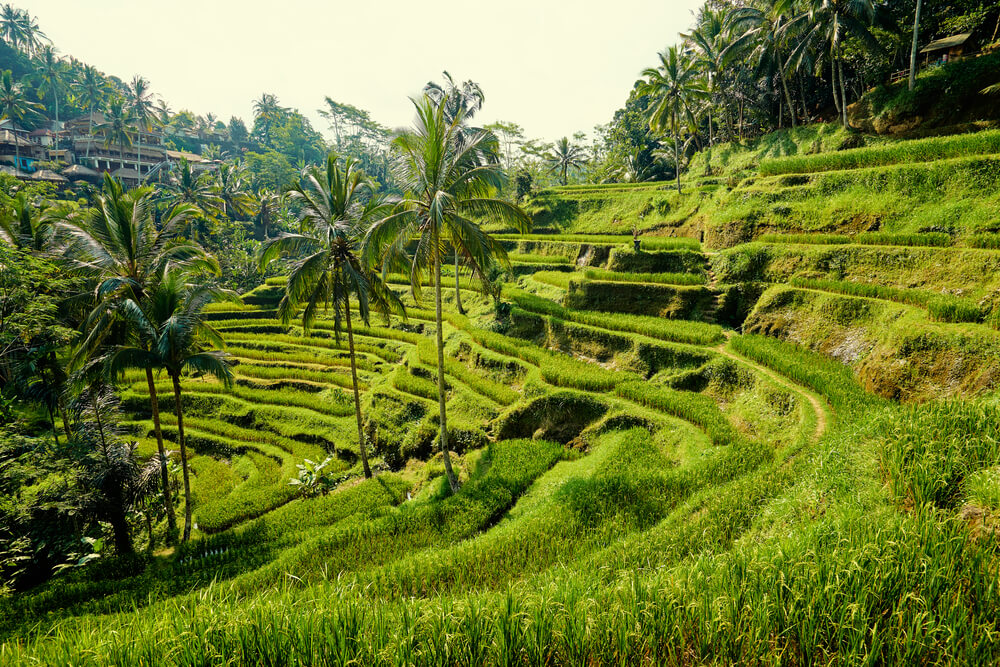 Bali verre tropische bestemming tips en inspiratie - Reislegende.nl