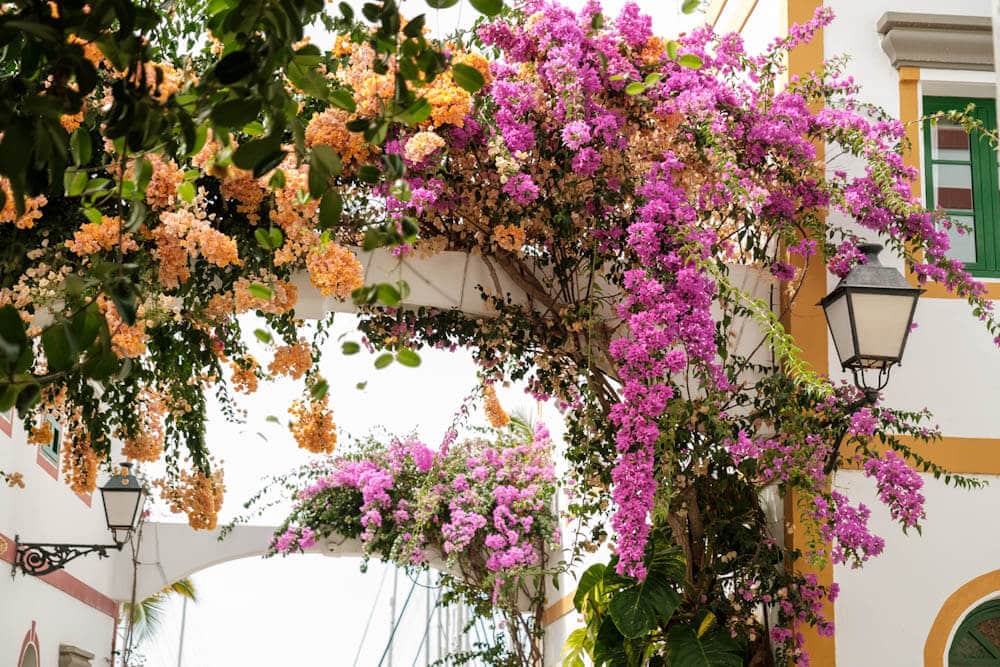 Puerto de Mogan bloeiende bloemen Gran Canaria tips - Reislegende.nl