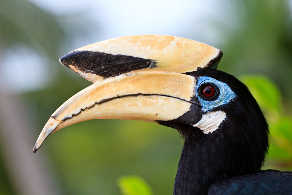 Palawan­neushoornvogel Filipijnen - Reislegende.nl