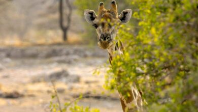 Combinatiereis Botswana Zimbabwe Reislegende