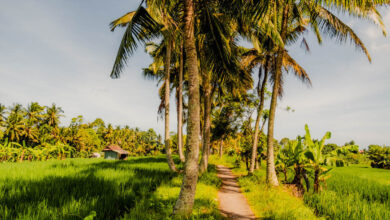 Rijstvelden Subak Juwuk Manis wandeling Ubud Bali Reislegende