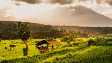 Plekken met mooie rijstvelden op Bali Reislegende