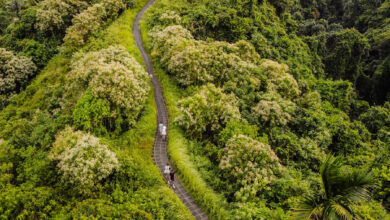 Campuhan Ridge Walk Ubud Bali Reislegende