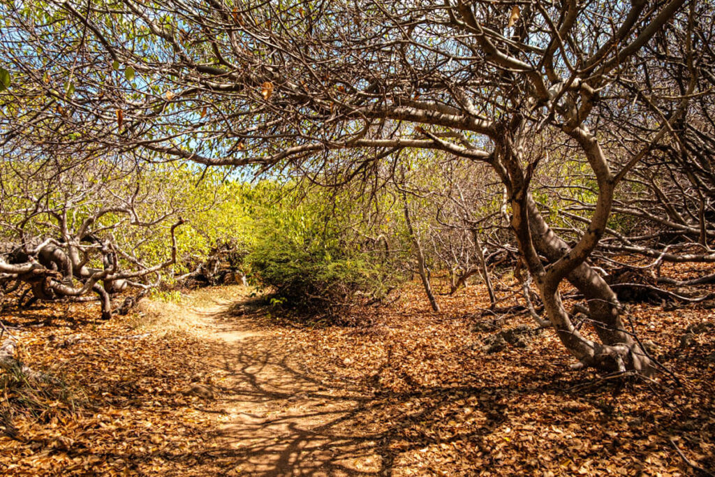 Natuur in Shete Boka National Park Curacao Reislegende