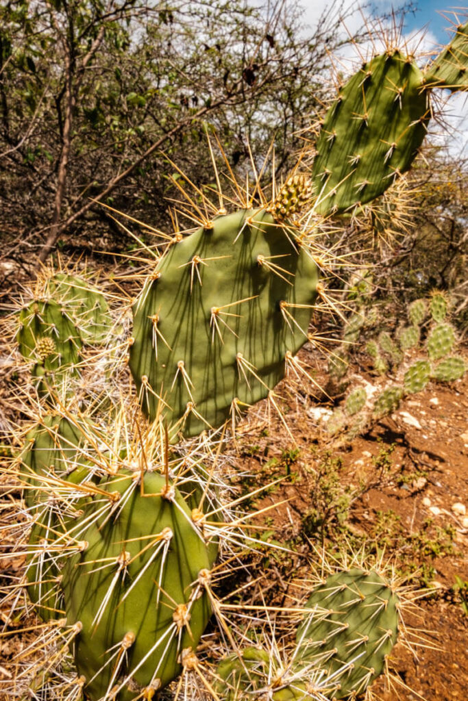 Shete Boka National Park natuur op Curacao Reislegende