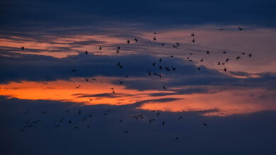 Een dagje aan de Friese Waddenkust Reislegende