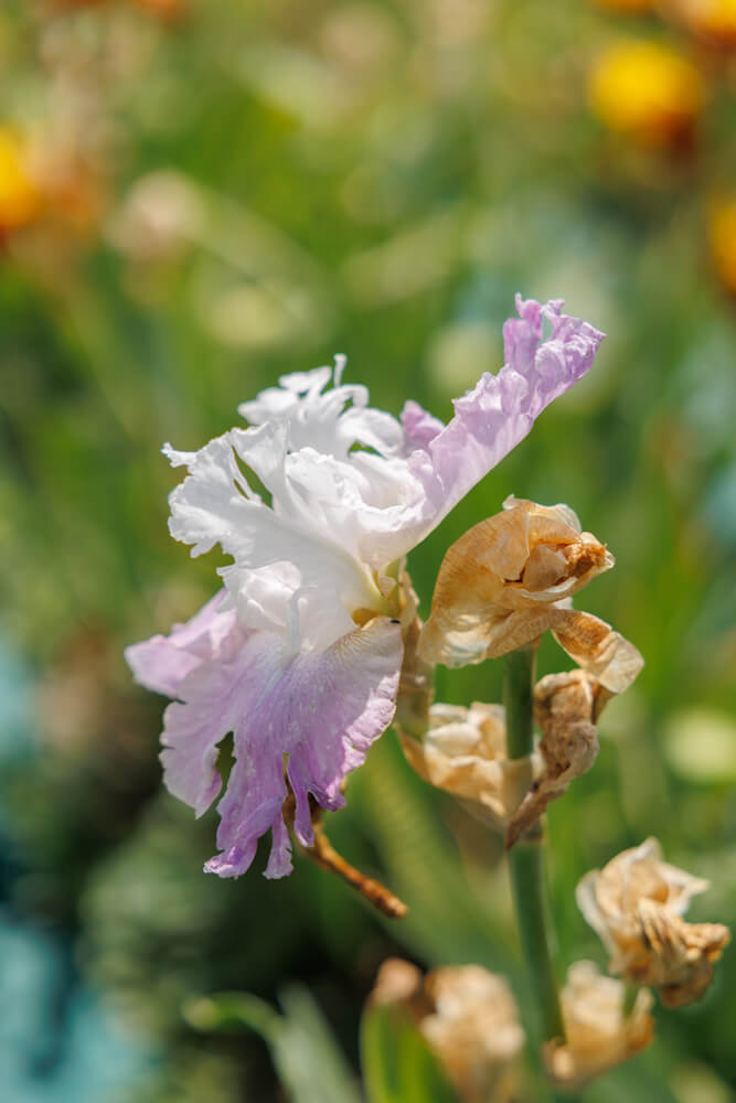 Bloemen in de tuin van Chateau de Vullierens Morges Vaud Zwitserland Reislegende