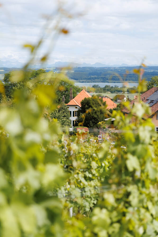Domaine La Boulaz Bonvillars Vaud in Zwitserland Reislegende