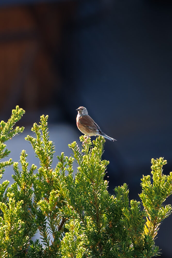 Tratterhof Mountain Sky Hotel natuur Reislegende