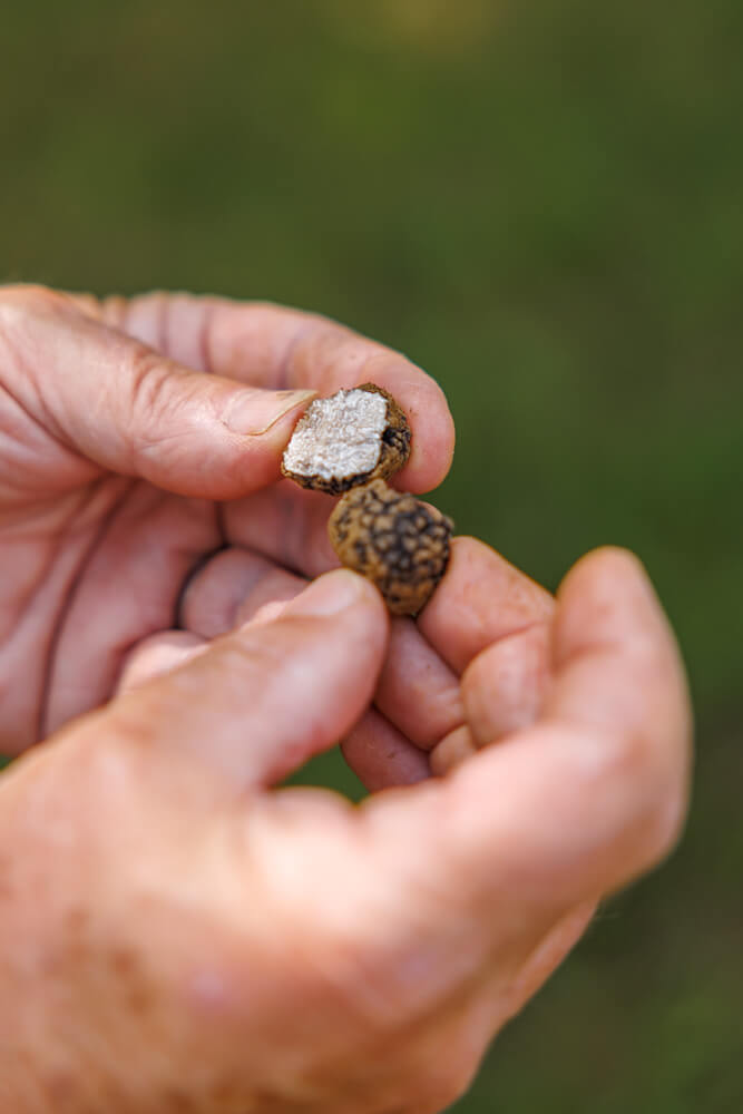 Truffels zoeken La Sauvageraie Bonvillars Vaud Zwitserland Reislegende