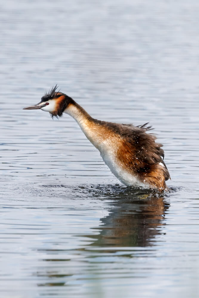 Vogels spotten in Grande Caricaie Vaud Zwitserland Reislegende