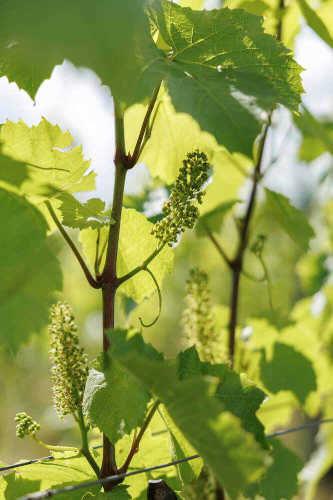 Wijngaarden Domaine La Boulaz Bonvillars Vaud Zwitserland Reislegende
