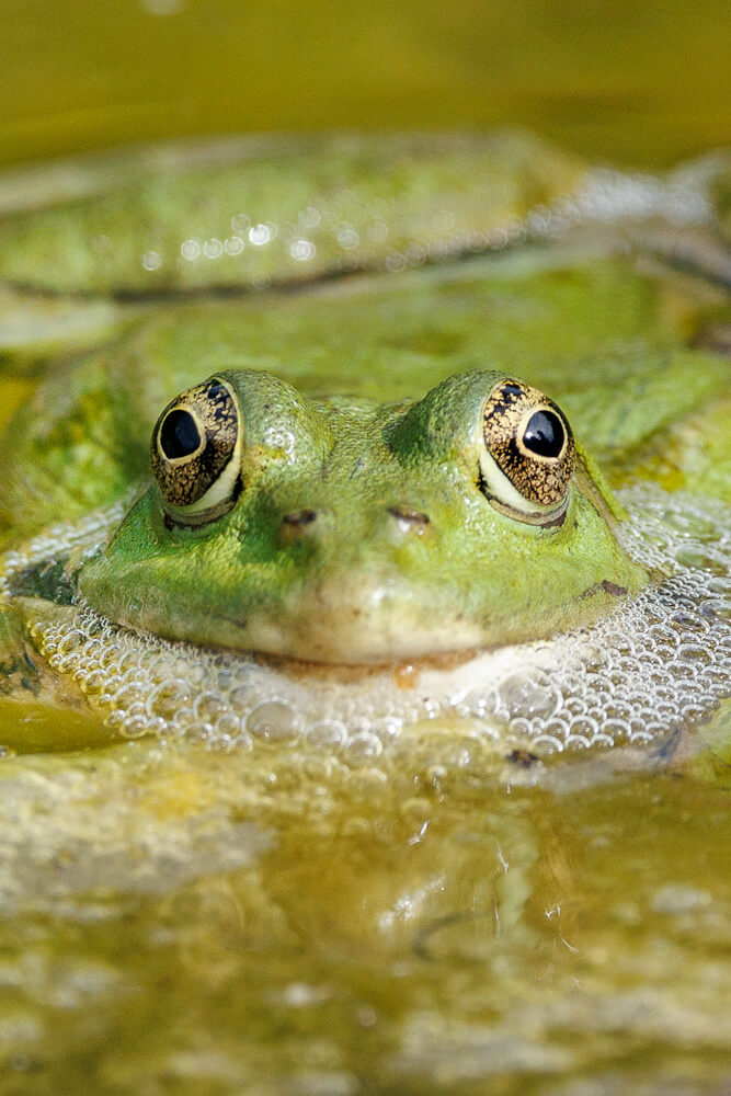 Wildlife Grande Caricaie Vaud Zwitserland Reislegende