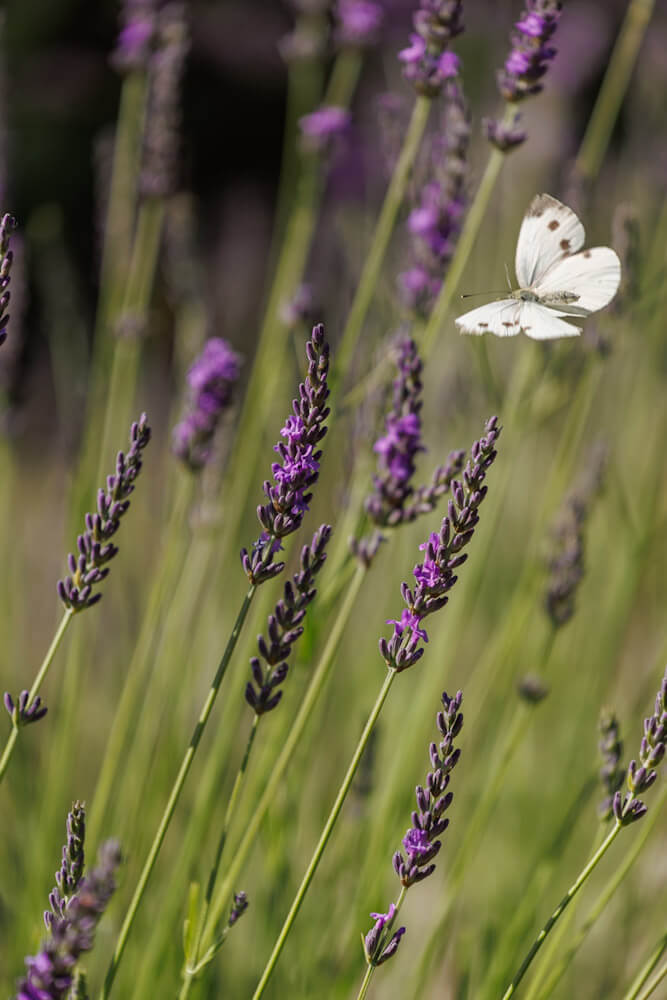 Lavendel in de Drome Provencale Frankrijk Reislegende