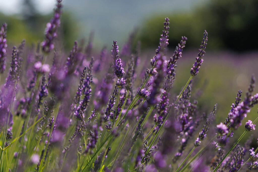 Lavendel roadtrip door de Drome Provencale Frankrijk Reislegende
