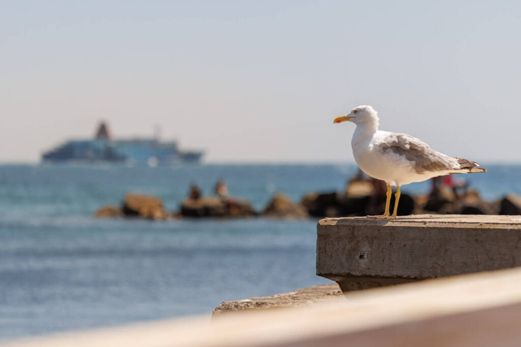Overtocht Elba Italie Reislegende
