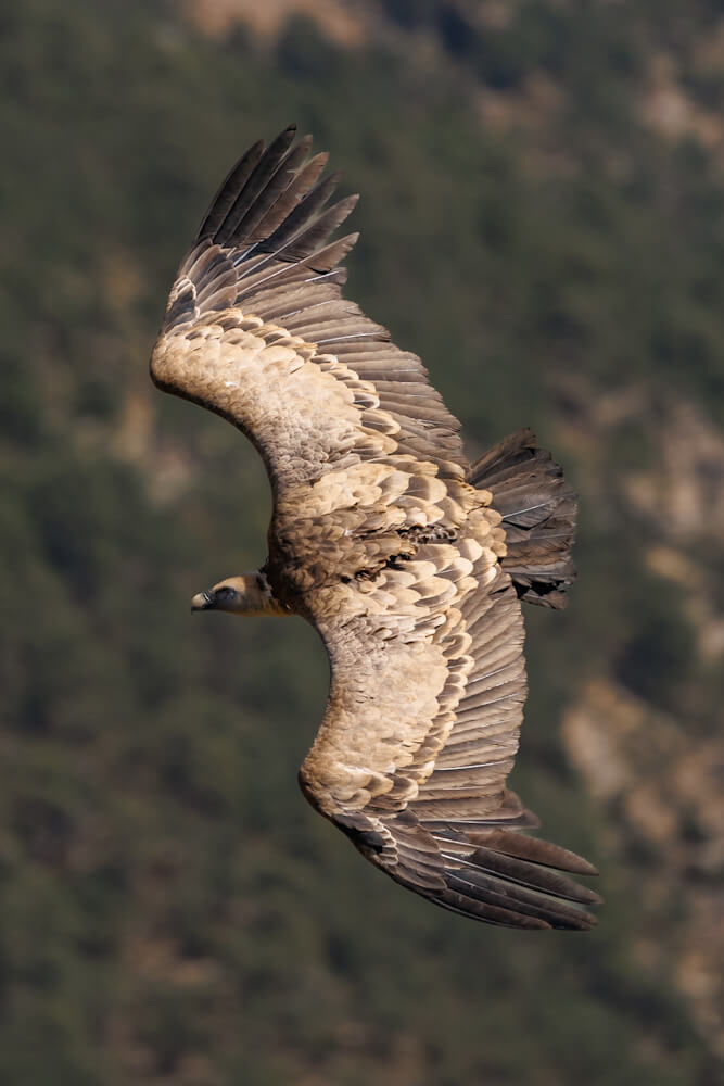 Gieren fotograferen bij Ventano del Diablo in Spanje Reislegende