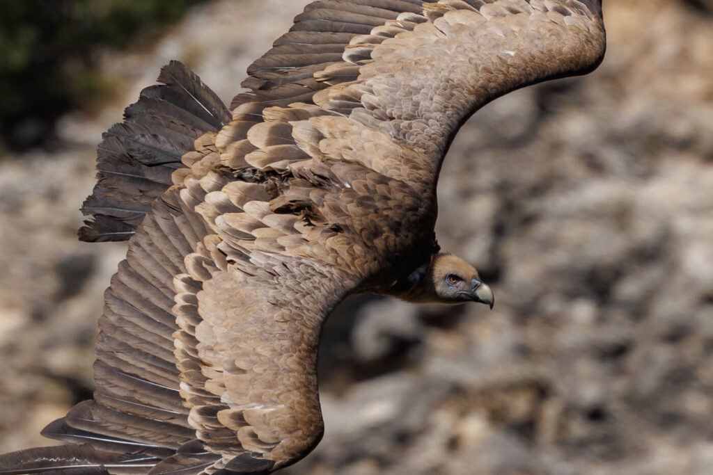 Vale gieren fotograferen bij Ventano del Diablo Cuenca Spanje Reislegende