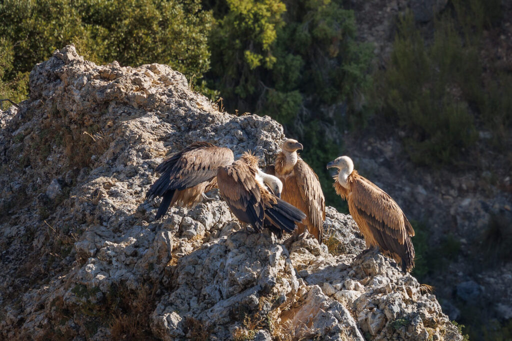 Ventano del Diablo Cuenca Spanje vale gieren Reislegende